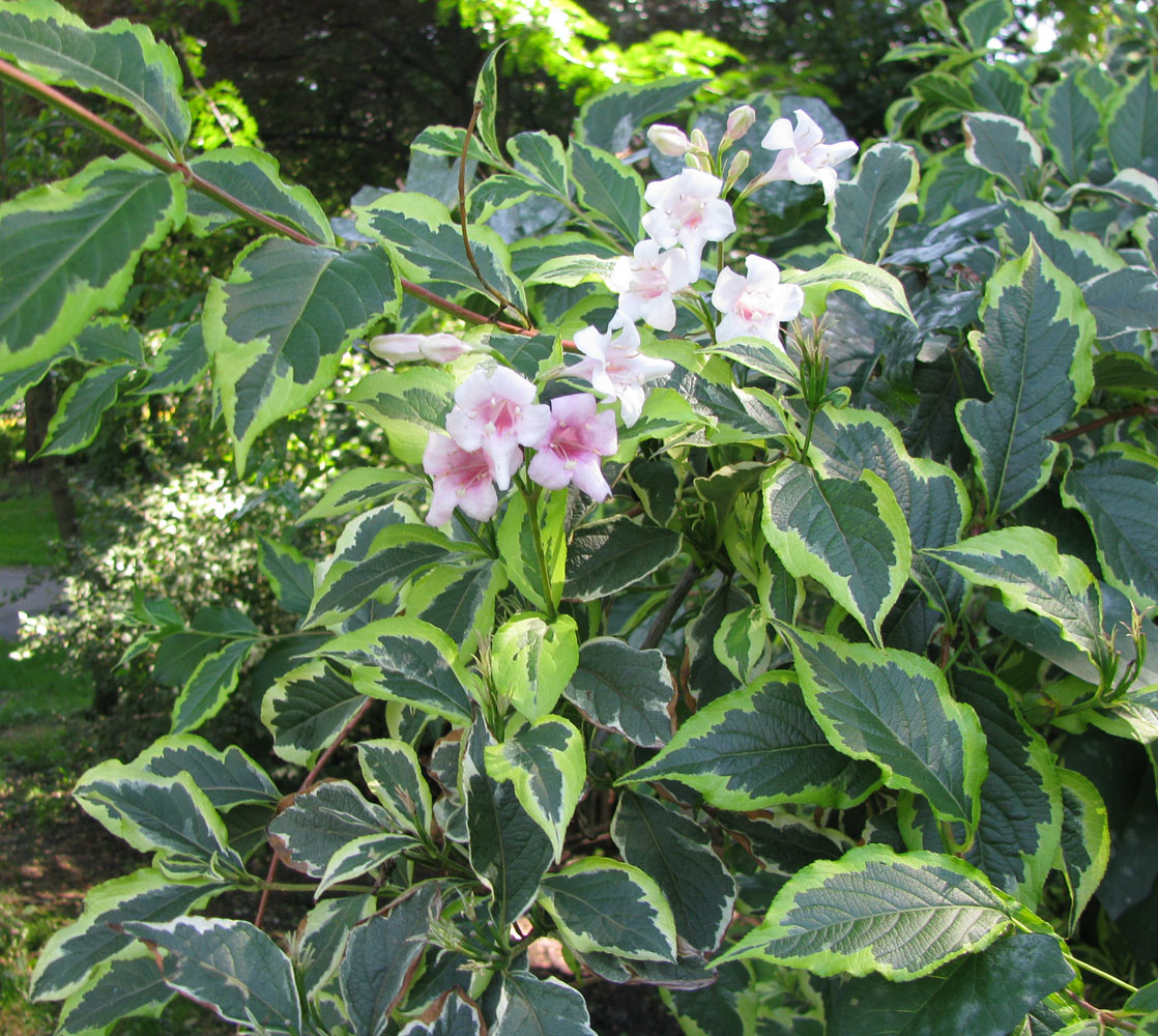 Image of Weigela florida specimen.