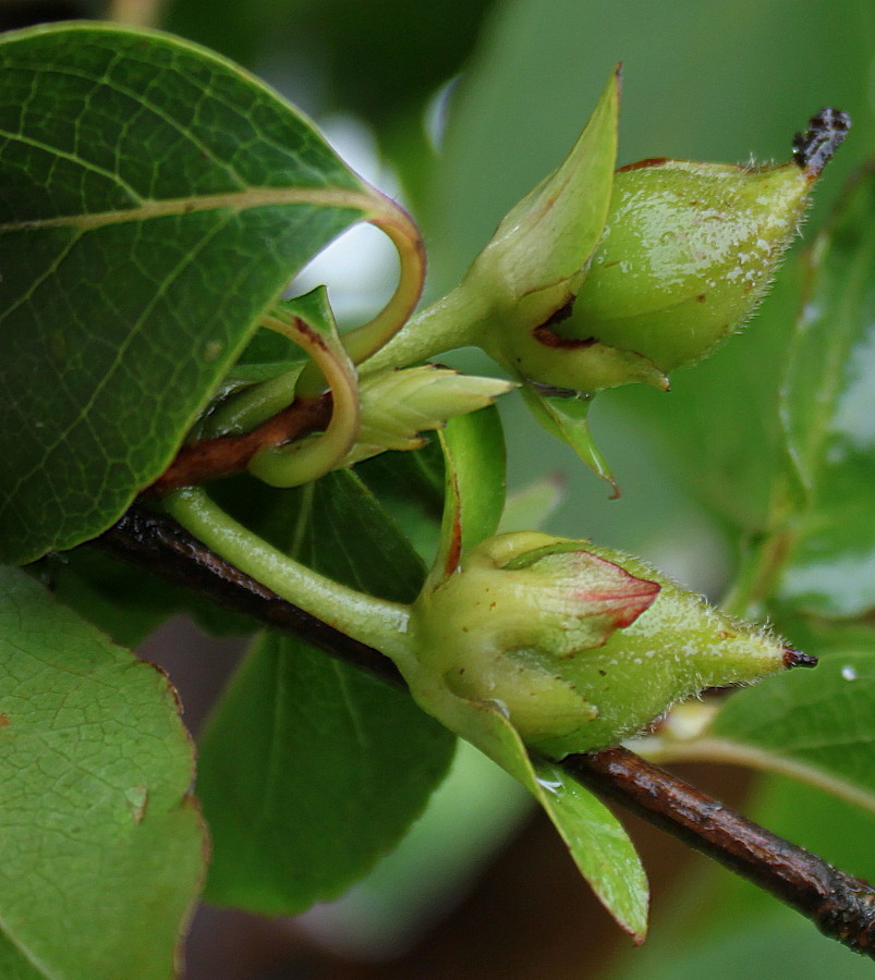 Image of Stewartia pseudocamellia specimen.