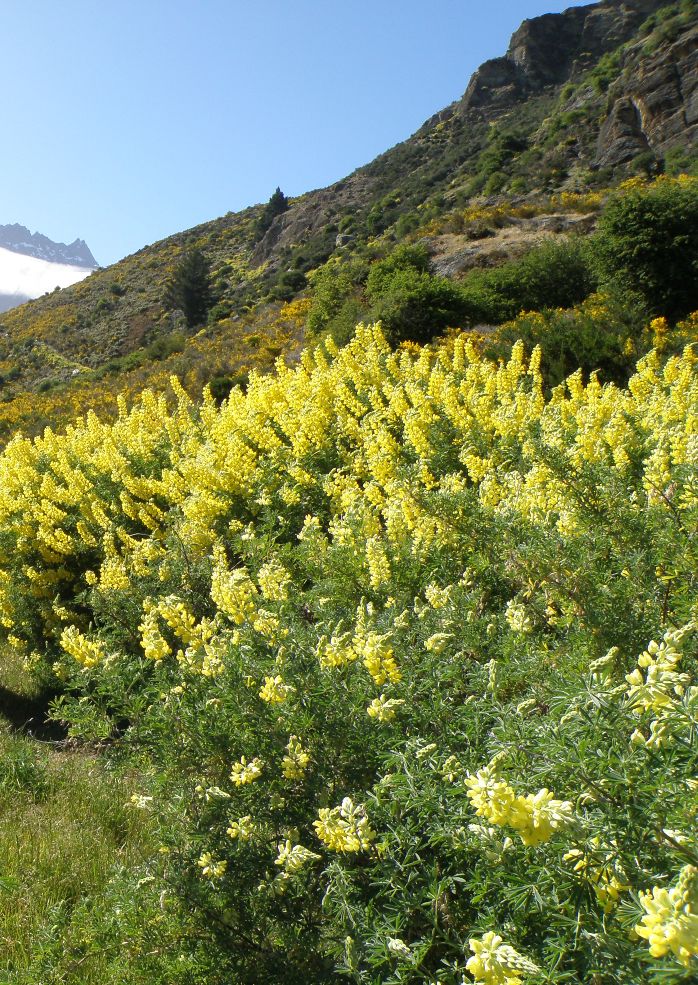 Изображение особи Lupinus arboreus.