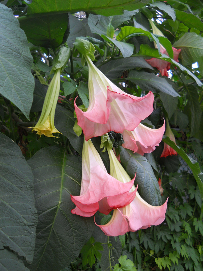 Image of Brugmansia suaveolens specimen.