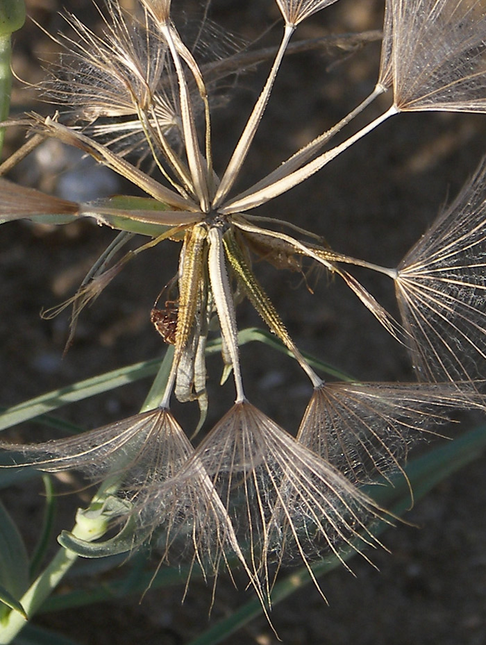 Изображение особи Tragopogon serotinus.