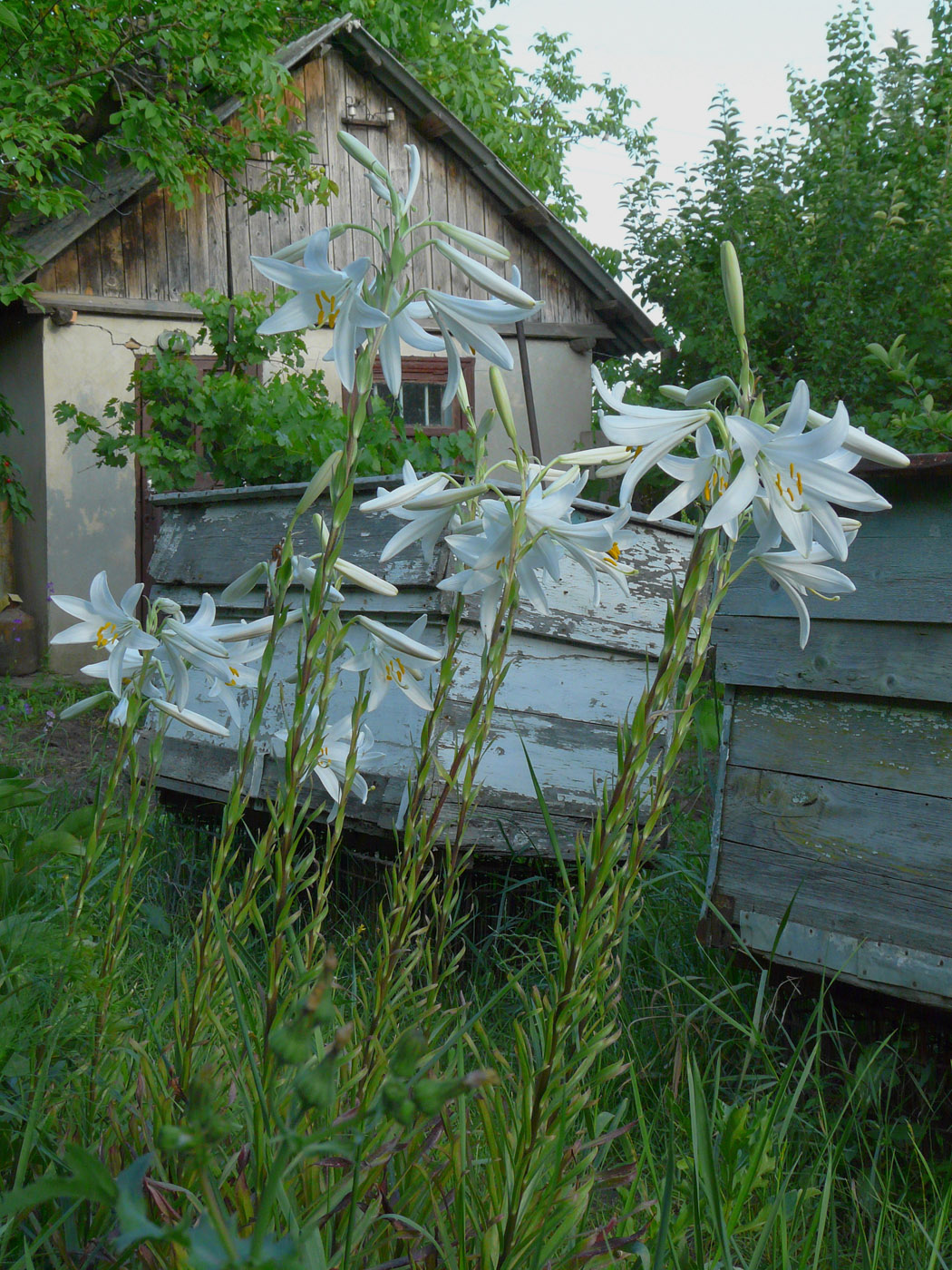 Изображение особи Lilium candidum.