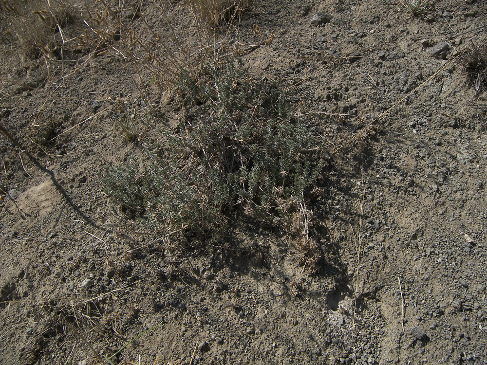 Изображение особи Asperula glomerata.