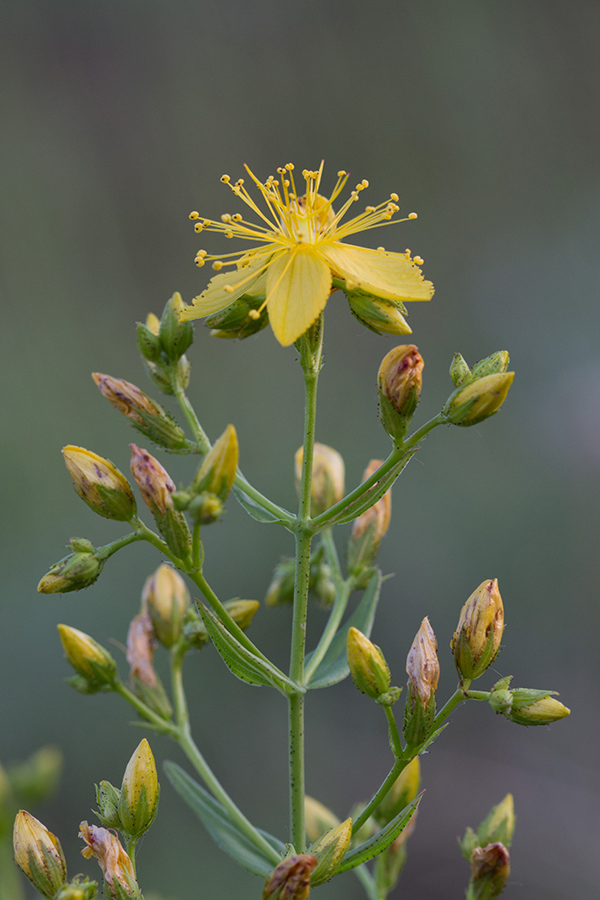 Изображение особи Hypericum perforatum.