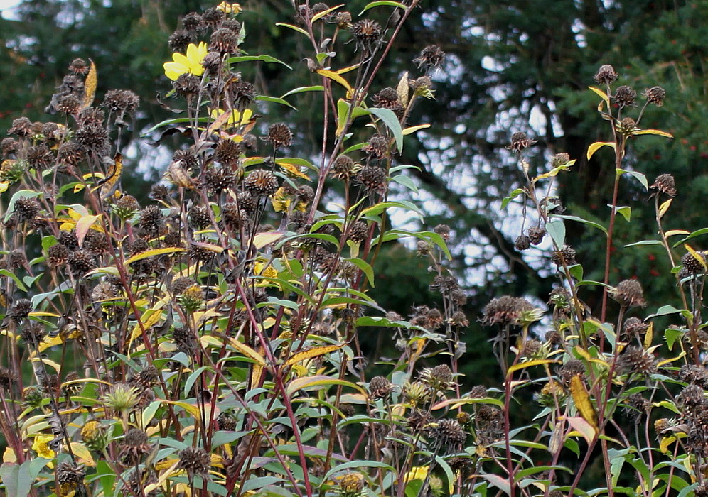 Изображение особи Helianthus grosseserratus.