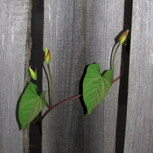 Image of Calystegia sepium specimen.