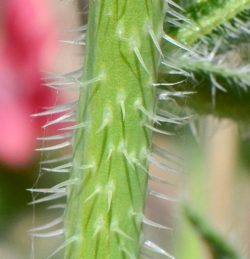 Image of Echium rauwolfii specimen.