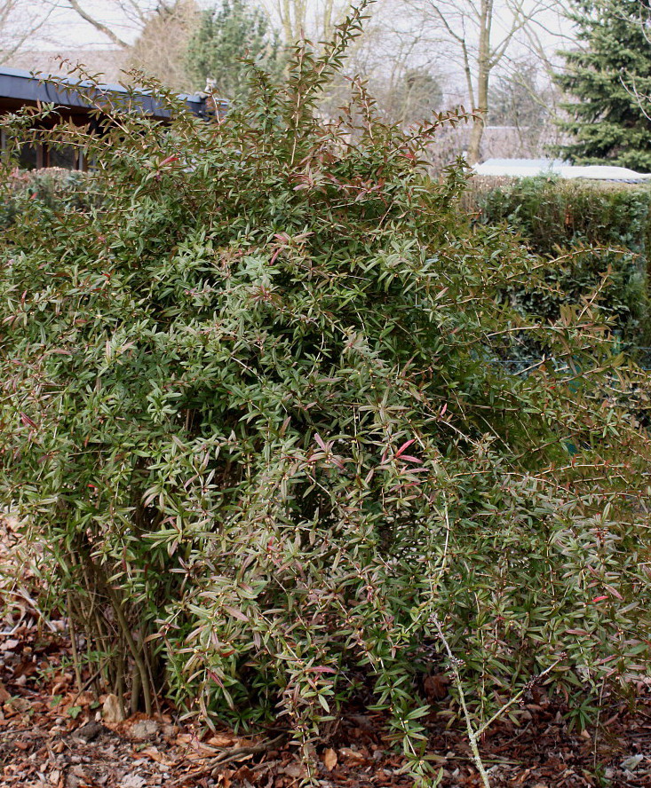 Image of Berberis soulieana specimen.