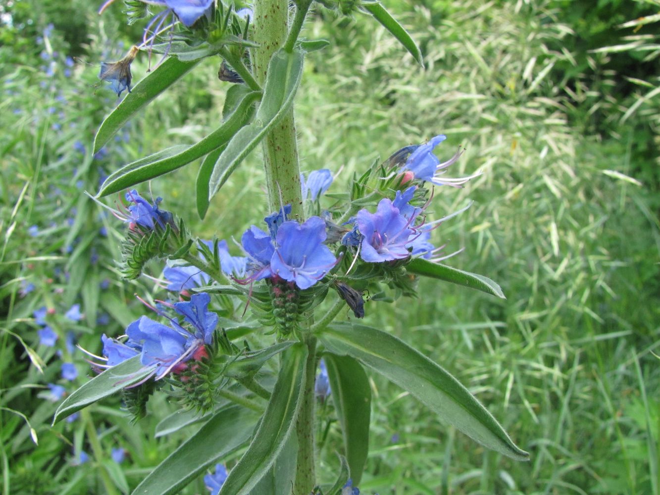 Image of Echium vulgare specimen.