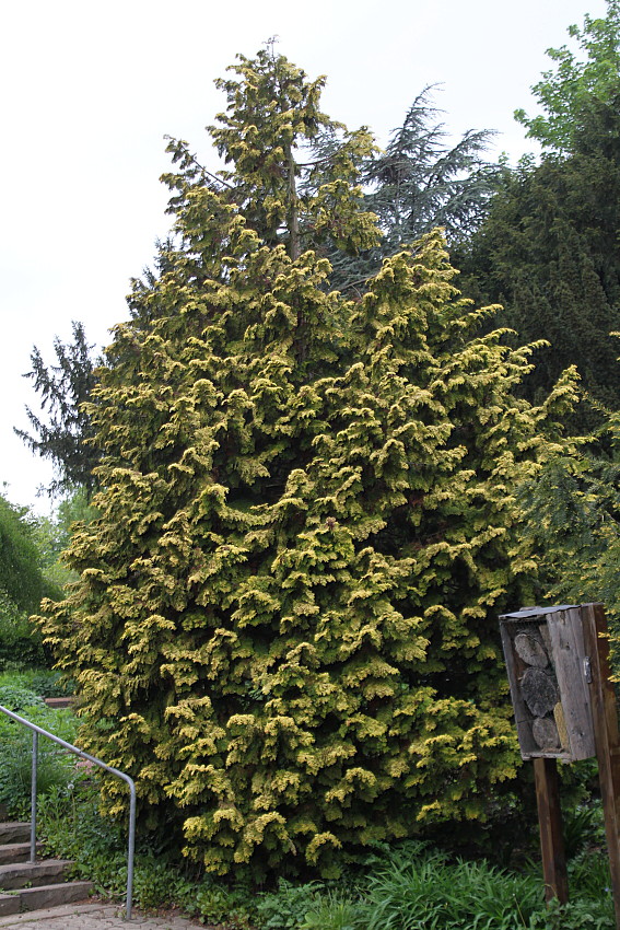 Image of Chamaecyparis lawsoniana specimen.