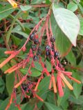 Смотреть изображение Hamelia patens