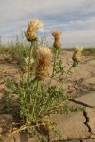 Stemmacantha nitida. Цветущее растение в серополынно-кокпековой глинистой пустыне. Казахстан, Алматинская обл., Алакольский р-н, 45 км ЗСЗ пос. Актогай Восточно-Казахстанской области; Северное Прибалхашье, плоская равнина к западу от низовий р. Баканас. 31.05.2013.