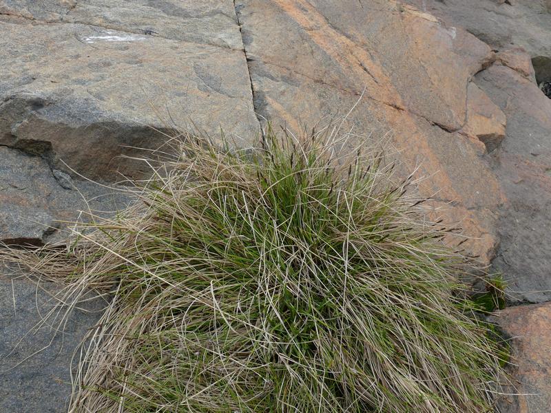 Image of Carex glareosa specimen.