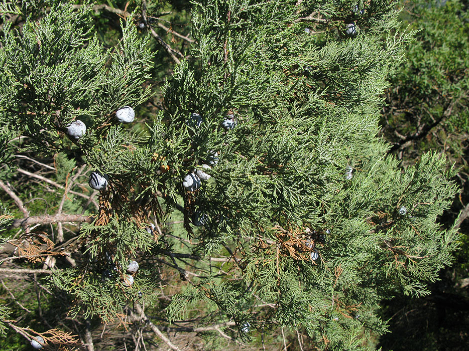 Изображение особи Juniperus excelsa.