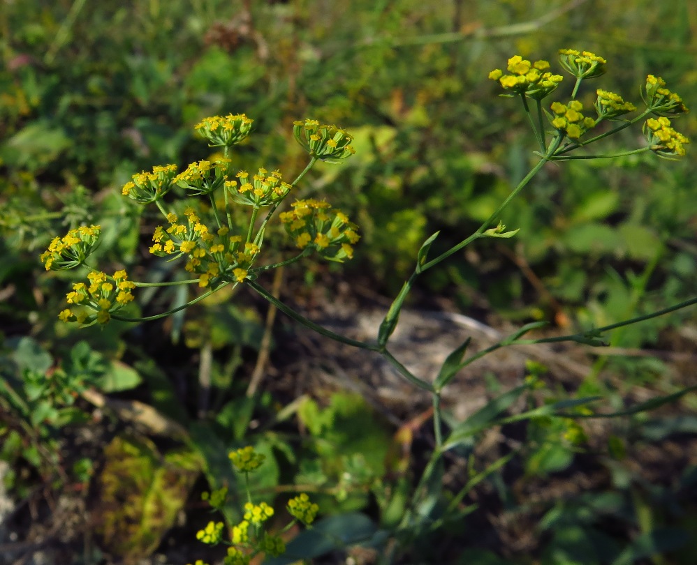 Image of Bupleurum falcatum specimen.