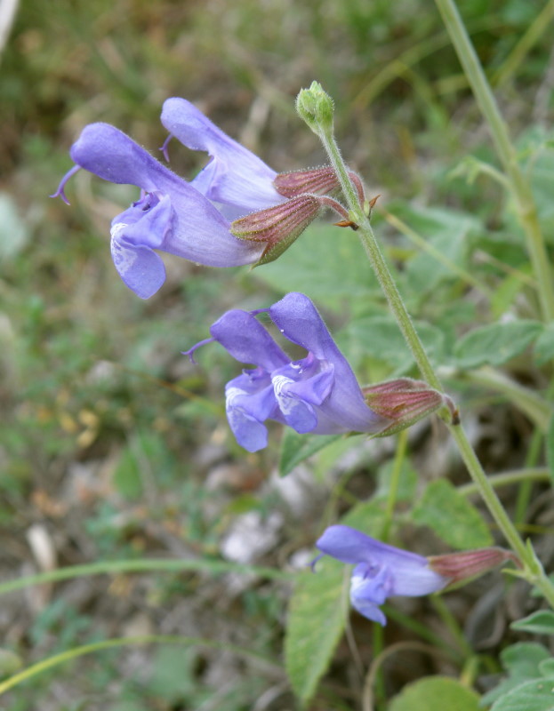 Image of Salvia ringens specimen.