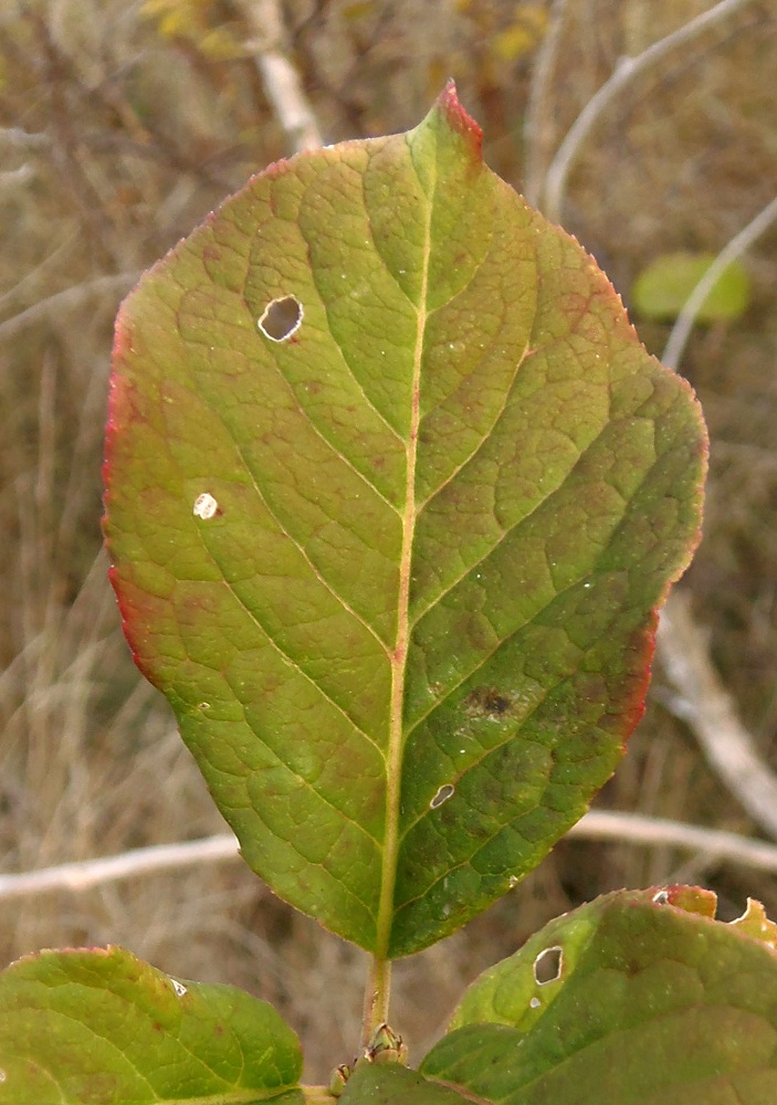 Image of Euonymus europaeus specimen.