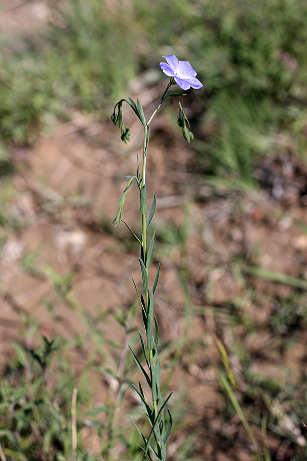 Image of Linum macrorhizum specimen.