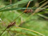 Carex hirta