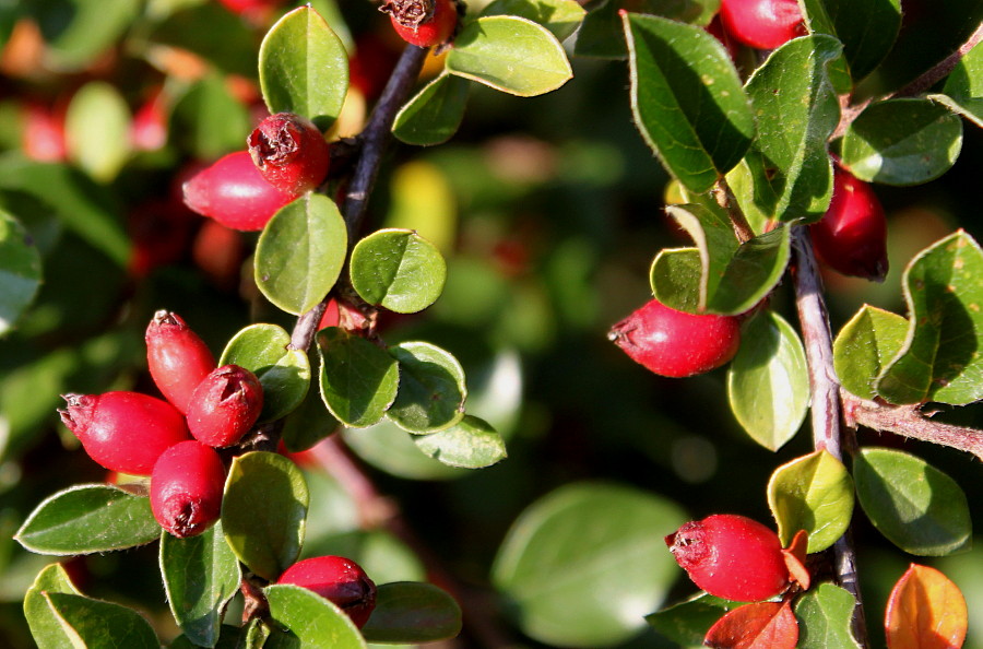 Изображение особи род Cotoneaster.