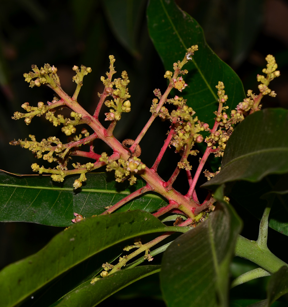 Image of Mangifera indica  specimen.