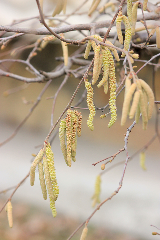 Изображение особи Corylus avellana.