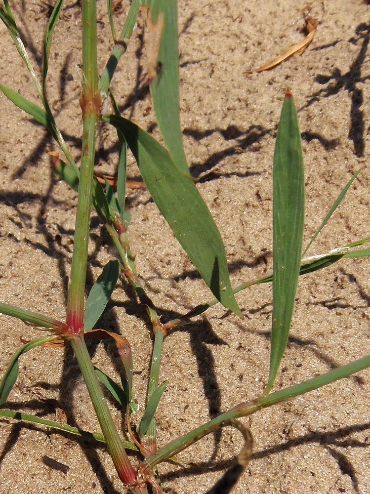 Image of Polygonum patulum specimen.