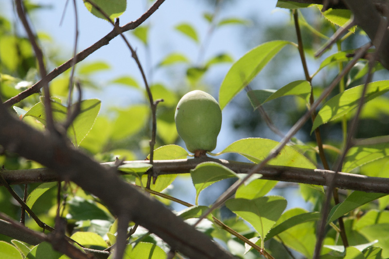 Изображение особи Pseudocydonia sinensis.