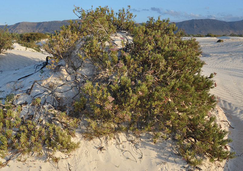 Image of Limonium sokotranum specimen.