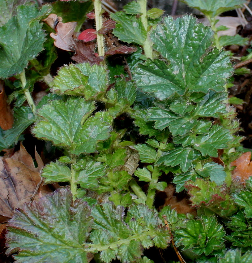 Image of Geum magellanicum specimen.