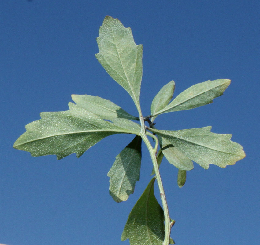 Image of Baccharis halimifolia specimen.