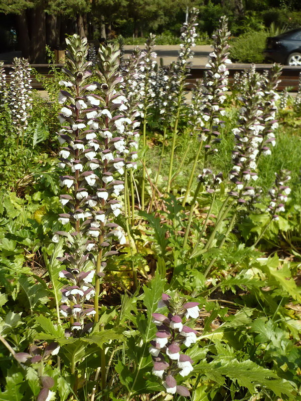 Image of Acanthus mollis specimen.