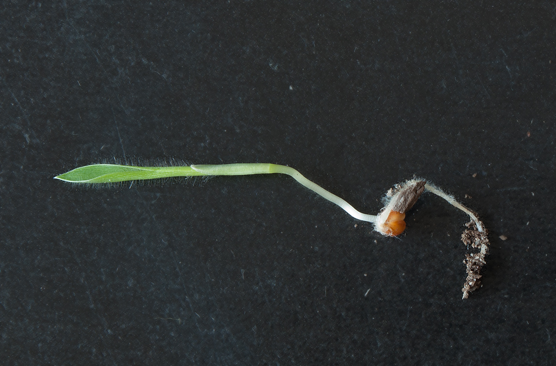 Image of Panicum miliaceum specimen.