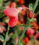 Cytisus × praecox. Средняя часть побега с цветком и бутоном ('Hollandia'). Германия, г. Дюссельдорф, Ботанический сад университета. 04.05.2014.