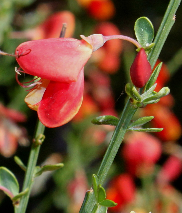 Image of Cytisus &times; praecox specimen.