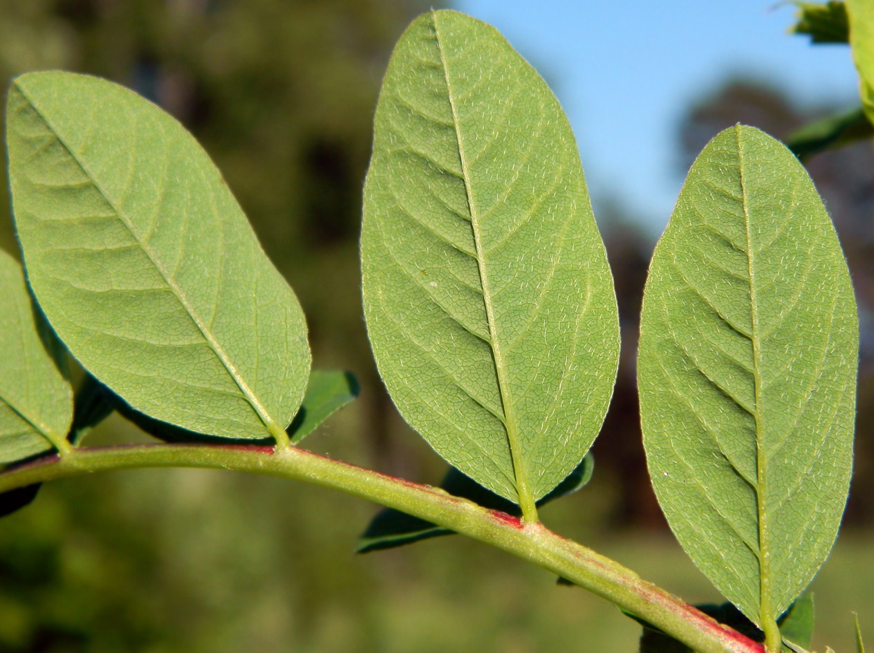 Image of Astragalus glycyphyllos specimen.