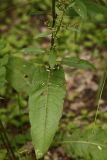 Rumex conglomeratus. Чась побега с листьями. Молдова, Каларашский р-н, лес возле с. Бравичи. 26.06.2014.