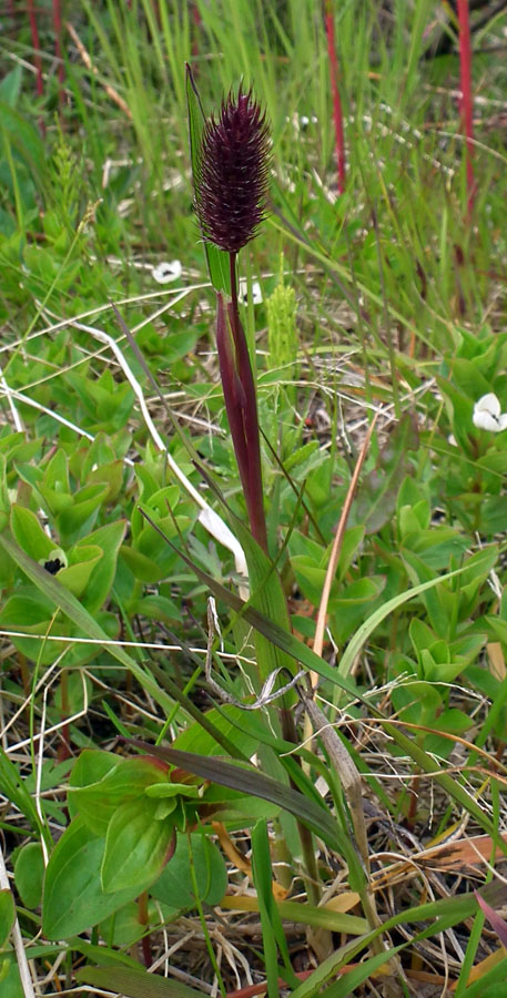 Изображение особи Phleum alpinum.