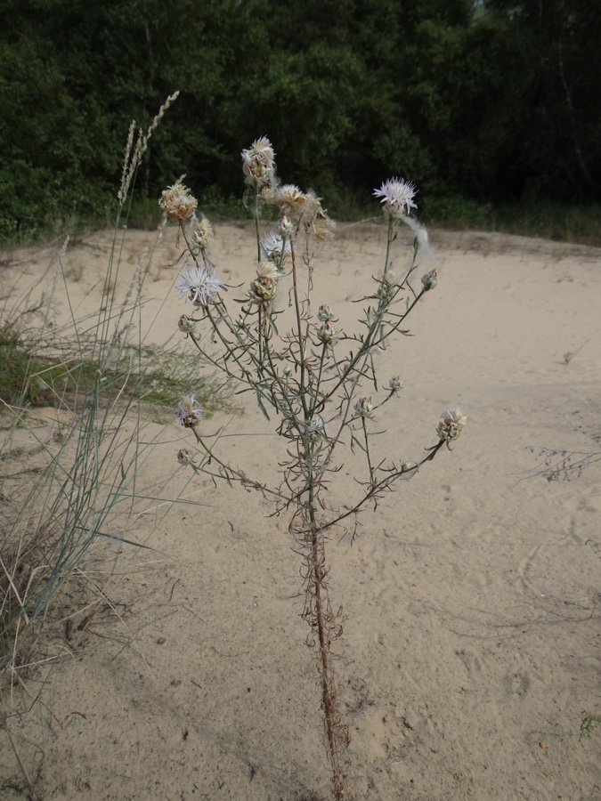 Image of Centaurea konkae specimen.