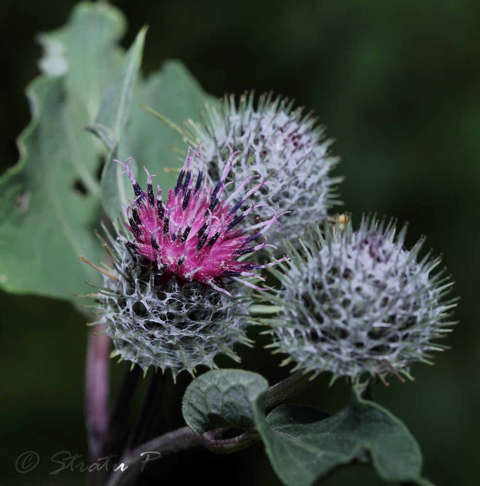 Image of Arctium tomentosum specimen.