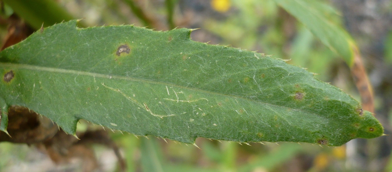 Image of Cirsium setosum specimen.