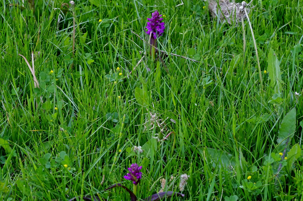 Изображение особи Dactylorhiza umbrosa.