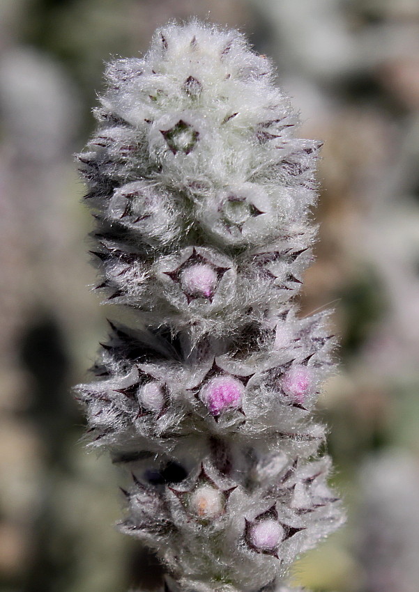 Изображение особи Stachys byzantina.