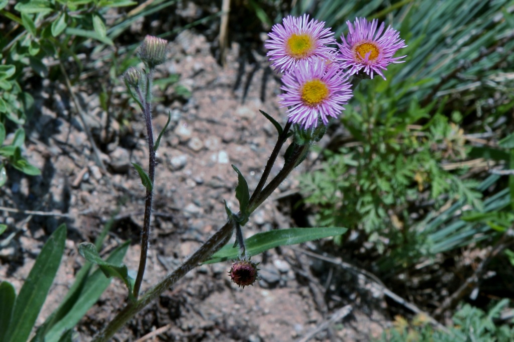 Image of genus Erigeron specimen.