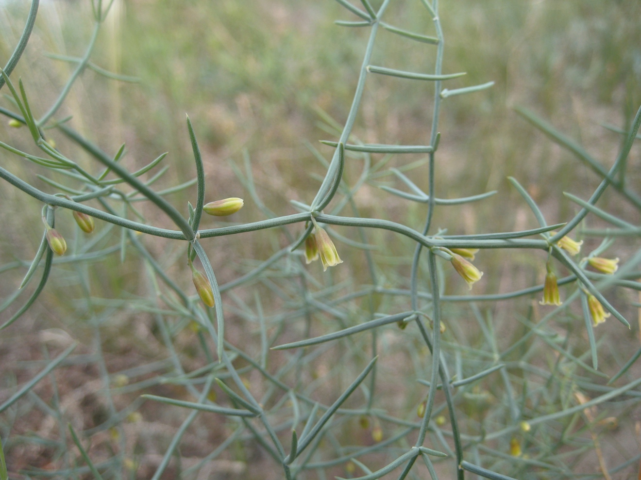 Изображение особи Asparagus angulofractus.