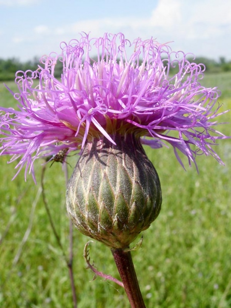 Изображение особи Serratula coronata.