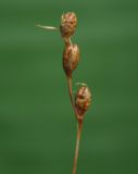 Gladiolus kotschyanus