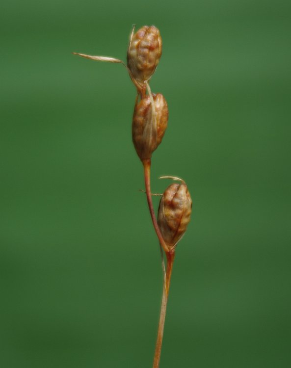 Image of Gladiolus kotschyanus specimen.