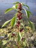 Amaranthus sylvestris