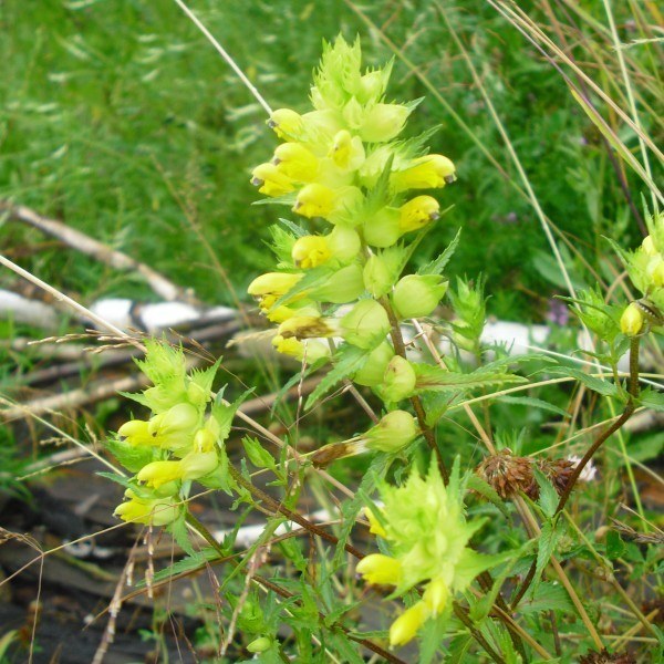 Image of genus Rhinanthus specimen.